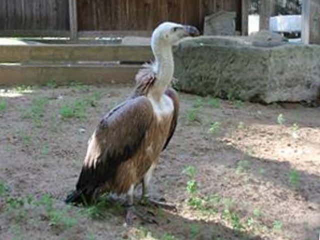 Gänsegeier im Wildpark