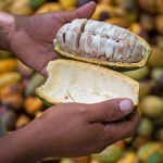 Die Nachfrage nach fair gehandelten Kakaoprodukten wächst stetig.