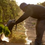 Rosine: In Kalifornien wird die Rosine mit viel Geduld allein durch die Sonne getrocknet - das wirkt sich positiv auf die Qualität aus. Foto: djd/Raisin Administrative Committee/Keith Seaman/Camerad Inc