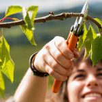 Rückschnitt: Im Herbst bereits an das nächste Gartenjahr denken: Wer jetzt noch Obstbäume zurückschneidet, schafft die Basis für eine üppige Ernte. Foto: djd/STIHL