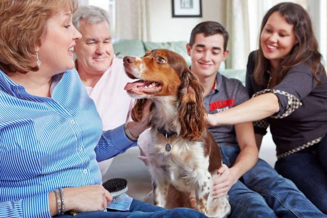 silvester-tier-titel Hunde und Katzen: Lassen Sie Ihren Hund am Silvesterabend nicht allein. Vermitteln Sie ihm durch Ihre Anwesenheit Sicherheit. Foto: djd/CEVA/Liz Gregg