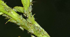 Schädlingsbekämpfung: Blattläuse reisen oft huckepack ins Winterquartier - gegen sie kann man biologisch mit Nützlingen vorgehen. Foto: djd/www.re-natur.de/Helge Arp