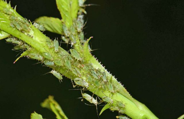 Schädlingsbekämpfung: Blattläuse reisen oft huckepack ins Winterquartier - gegen sie kann man biologisch mit Nützlingen vorgehen. Foto: djd/www.re-natur.de/Helge Arp