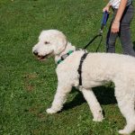 Zwei Führ- und zwei Hilfsringe am Hundegeschirr bieten größtmögliche Flexibilität - so ist auch die 2-Punkt-Leinenführung problemlos möglich.