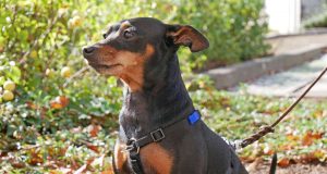 Ein gutes Hundegeschirr spart die Schultergelenke aus, damit sich der Vierbeiner ungehindert und frei bewegen kann. Foto: djd/Benecura