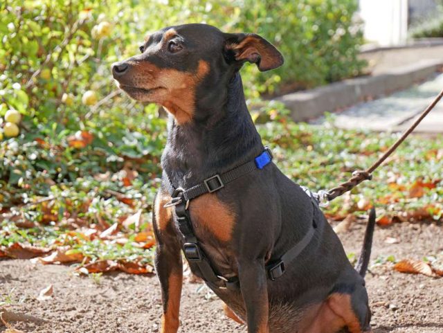 geschirr-titel Ein gutes Hundegeschirr spart die Schultergelenke aus, damit sich der Vierbeiner ungehindert und frei bewegen kann. Foto: djd/Benecura