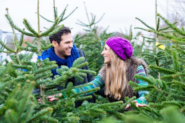 weihnachtsbaum Weihnachtsbaum aussuchen gehört zur Weihnachtszeit dazu.