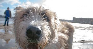 Wau, geht's mir gut - mit der richtigen Ernährung bleiben Hunde gesund, Allergien und Unverträglichkeiten kann vorgebeugt werden. Foto: djd/www.waustark.de