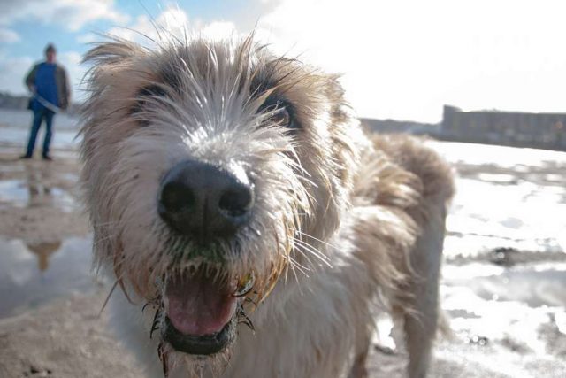 Wau, geht's mir gut - mit der richtigen Ernährung bleiben Hunde gesund, Allergien und Unverträglichkeiten kann vorgebeugt werden. Foto: djd/www.waustark.de