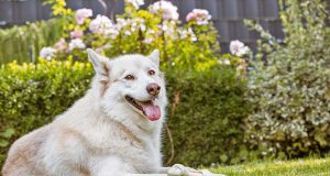 Hundesicher: Besonders Hunde mit dichtem Fell freuen sich über einen kühlen, schattigen Ruheplatz im Garten. Foto: djd/Agila/Sven Brauers