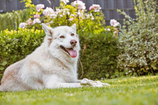 hundbett Hundesicher: Besonders Hunde mit dichtem Fell freuen sich über einen kühlen, schattigen Ruheplatz im Garten. Foto: djd/Agila/Sven Brauers