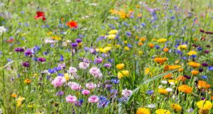 Bunte Vielfalt statt Einheitsrasen: Blumenwiesen schaffen neue Lebensräume für bedrohte Insektenarten. Foto: djd/CUXIN DCM