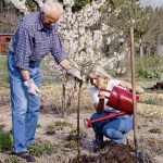 Rosenpflanzen: Wurzelnackte Rosen können noch bis Ende April im Garten eingesetzt werden. Foto: djd/www.rosen-tantau.com