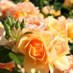 Wer sich noch in diesem Sommer über üppig blühende Rosen in seinem Garten freuen möchte, der sollte bis spätestens Ende April aktiv werden.