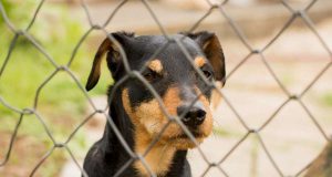 Im Tierheim warten viele Hunde und Vierbeiner sehnsüchtig auf ein liebevolles Zuhause, wo sie den Rest ihres Lebens verbringen dürfen. Foto: djd/Agila/Lars Sander - Fotolia