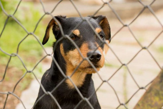 tierheim Im Tierheim warten viele Hunde und Vierbeiner sehnsüchtig auf ein liebevolles Zuhause, wo sie den Rest ihres Lebens verbringen dürfen. Foto: djd/Agila/Lars Sander - Fotolia