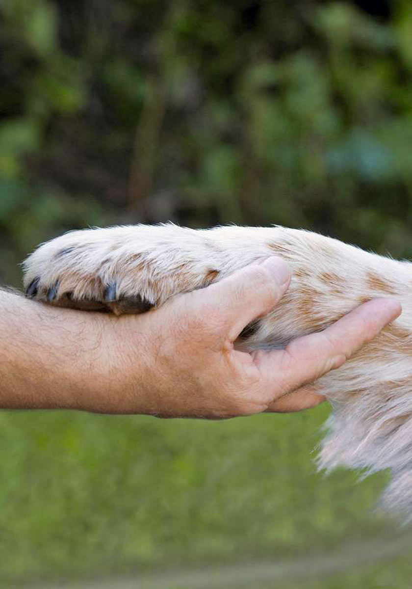 Vierbeine Beste Freunde: Mit Geduld und viel Liebe können auch aus ehemaligen Tierheimhunden treue Begleiter werden.
