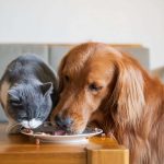 Bauchgefühl: Damit es Hund und Katze gut geht: Zur Stabilisierung der sensiblen tierischen Darmflora kann beispielweise ein Probiotikum als Futterergänzung eingesetzt werden. Foto: djd/AllergoSan/Getty Images/chendongshan