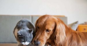 Bauchgefühl: Damit es Hund und Katze gut geht: Zur Stabilisierung der sensiblen tierischen Darmflora kann beispielweise ein Probiotikum als Futterergänzung eingesetzt werden. Foto: djd/AllergoSan/Getty Images/chendongshan