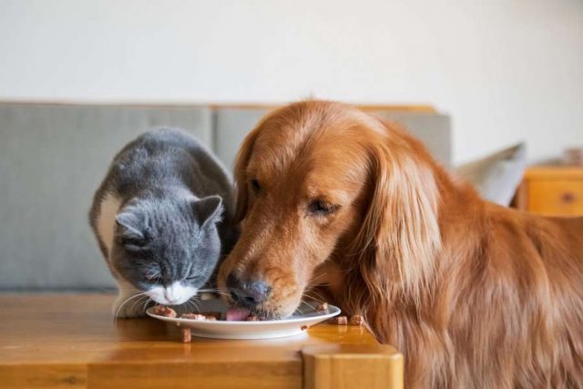 Bauchgefühl: Damit es Hund und Katze gut geht: Zur Stabilisierung der sensiblen tierischen Darmflora kann beispielweise ein Probiotikum als Futterergänzung eingesetzt werden. Foto: djd/AllergoSan/Getty Images/chendongshan