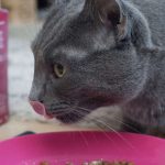 Bauchgefühl: Spezielle Probiotika enthalten speziell für Katzen und Hunde geeignete Bakterienstämme, die das tierische Bauchgefühl mehrfach unterstützen.