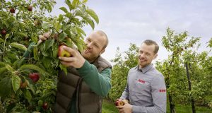 Landwirtschaft: Die Äpfel aus der Nachbarschaft sind im Supermarkt vor Ort erhältlich. Foto: djd/REWE/Sonja Tobias