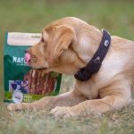 Naschen ja, aber gesund soll es sein. Speziell auf Hundebedürfnisse zugeschnittene Snacks sind meist besser als Menschennahrung.