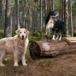 Hundefutter: Jeder Hund ist eine einzigartige Persönlichkeit. Das betrifft auch die Ansprüche ans Futter. Foto: djd/www.waustark.de