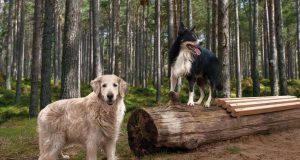 Hundefutter: Jeder Hund ist eine einzigartige Persönlichkeit. Das betrifft auch die Ansprüche ans Futter. Foto: djd/www.waustark.de
