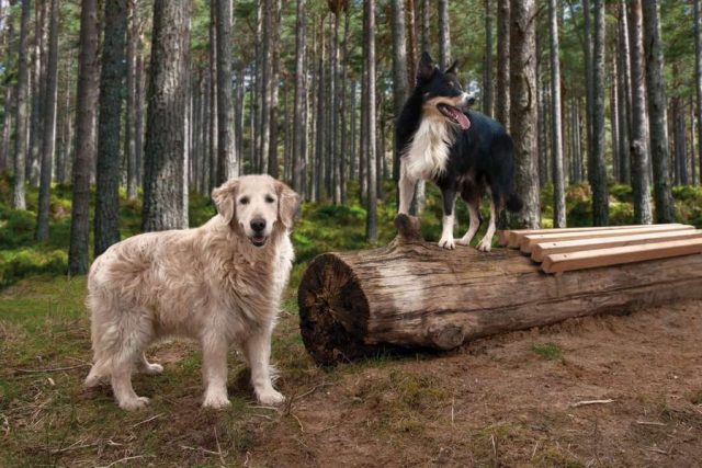 Hundefutter: Jeder Hund ist eine einzigartige Persönlichkeit. Das betrifft auch die Ansprüche ans Futter. Foto: djd/www.waustark.de