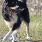Hundefutter: Ein aktiver, junger Hund braucht auch über sein Futter mehr Energie als ein schon etwas bequemer Senior.