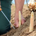 Spargel liebt SIlvaner: "Weißes Gold": Fränkischer Spargel ist eine echte Spezialität.