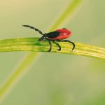 Zecken werden aufgrund der milden Temperaturen zunehmend zum Ganzjahresproblem, denn bereits ab sieben Grad Celsius können die Blutsauger aktiv sein.