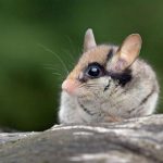 Gartenschläfer sind zwischen 12 und 17 Zentimetern groß und haben einen langen, buschigen Schwanz.