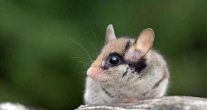Gartenschläfer sind zwischen 12 und 17 Zentimetern groß und haben einen langen, buschigen Schwanz.