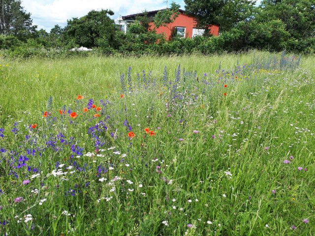 Blumenwiese_2_KKH