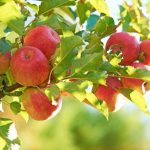Apfelgenuss: Der Apfel ist in Deutschland das beliebteste Obst. Foto: djd/Pink Lady Europe/Franck Gobbo