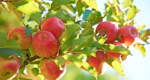 Apfelgenuss: Der Apfel ist in Deutschland das beliebteste Obst. Foto: djd/Pink Lady Europe/Franck Gobbo