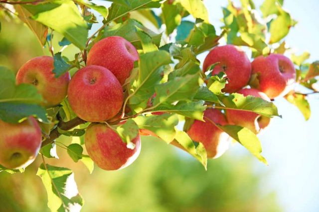 Apfelgenuss: Der Apfel ist in Deutschland das beliebteste Obst. Foto: djd/Pink Lady Europe/Franck Gobbo