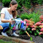 Hortensien setzen bunte Farbtupfer im Garten - und das monatelang, über den ganzen Sommer hinweg.