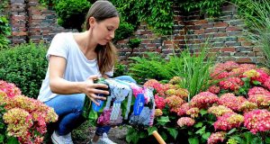 Hortensien setzen bunte Farbtupfer im Garten - und das monatelang, über den ganzen Sommer hinweg.