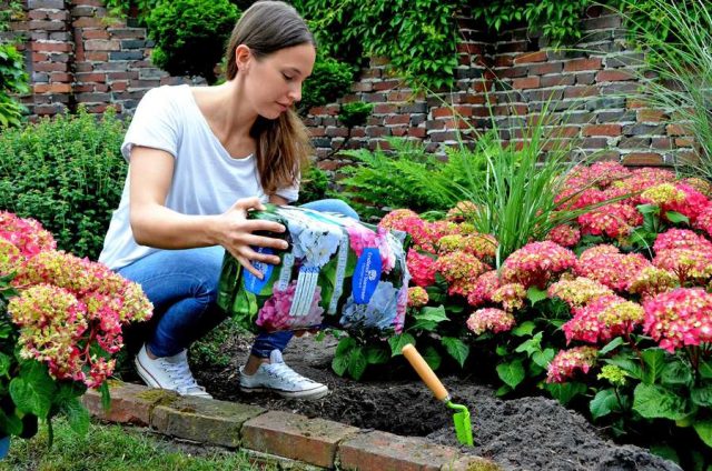 erde Hortensien setzen bunte Farbtupfer im Garten - und das monatelang, über den ganzen Sommer hinweg.