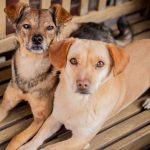 Futter: Eine gesunde Ernährung ist wichtig, damit Hunde lange fit und gesund bleiben. Foto: djd/www.wildborn.com