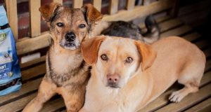 Futter: Eine gesunde Ernährung ist wichtig, damit Hunde lange fit und gesund bleiben. Foto: djd/www.wildborn.com