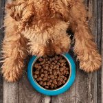 Futter: Halbfeuchte Softfutter kombinieren die Vorteile von Nass- und Trockenfutter.