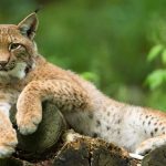 Nachdem der Mensch den Luchs hierzulande ausgerottet hatte, kommt die Art nun langsam wieder zurück. Foto: djd/www.wwf.de/Ralph Frank