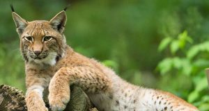 Nachdem der Mensch den Luchs hierzulande ausgerottet hatte, kommt die Art nun langsam wieder zurück. Foto: djd/www.wwf.de/Ralph Frank