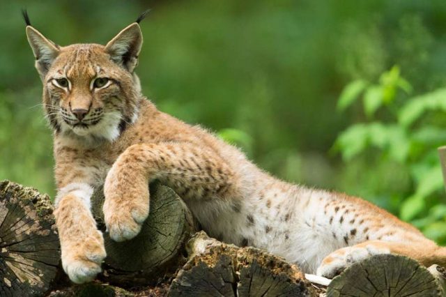 luchs Nachdem der Mensch den Luchs hierzulande ausgerottet hatte, kommt die Art nun langsam wieder zurück. Foto: djd/www.wwf.de/Ralph Frank