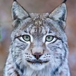 Seinen charakteristischen Ohrenspitzen verdankt der Luchs auch seinen Spitznamen: Pinselohr.
