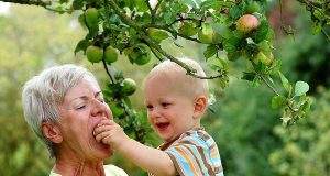 Erntehelfer: Am besten schmecken Jonagold, Elstar, Cox Orange und Co. unbehandelt aus dem heimischen Garten.